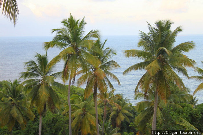 Кокосов на Доминике много Доминика