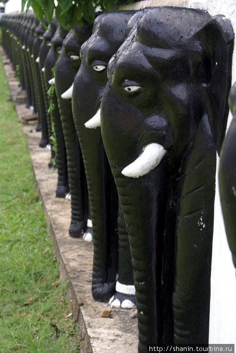 Черные слоны с белыми бивнями Матале, Шри-Ланка