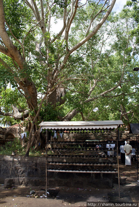 Светильники под священным деревом бодхи Анурадхапура, Шри-Ланка