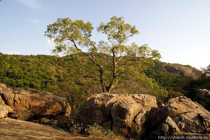 Дерево на камнях Полоннарува, Шри-Ланка