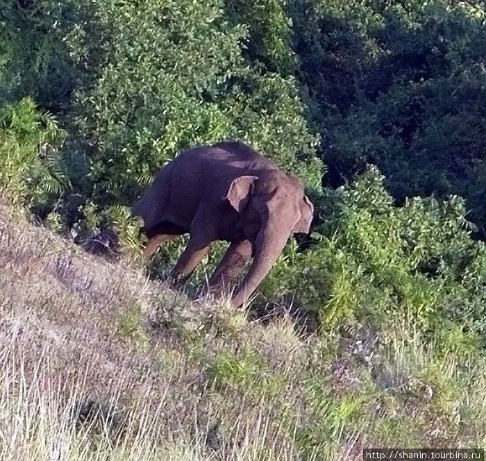 Слон на опушке Полоннарува, Шри-Ланка