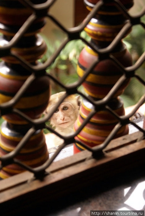 Взгляд через решетку Канди, Шри-Ланка