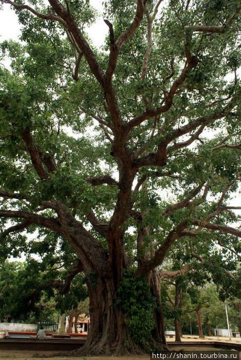 Священное дерево бодхи Катарагама, Шри-Ланка