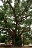 Священное дерево бодхи