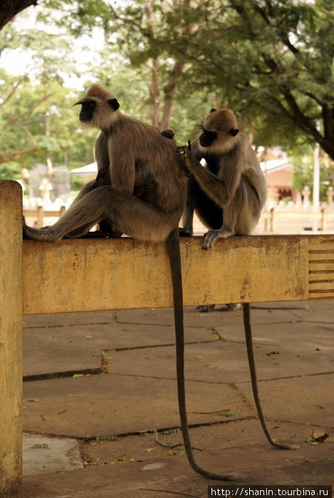 Две обезьянки Катарагама, Шри-Ланка