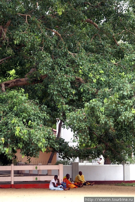 Под деревом бодхи Катарагама, Шри-Ланка
