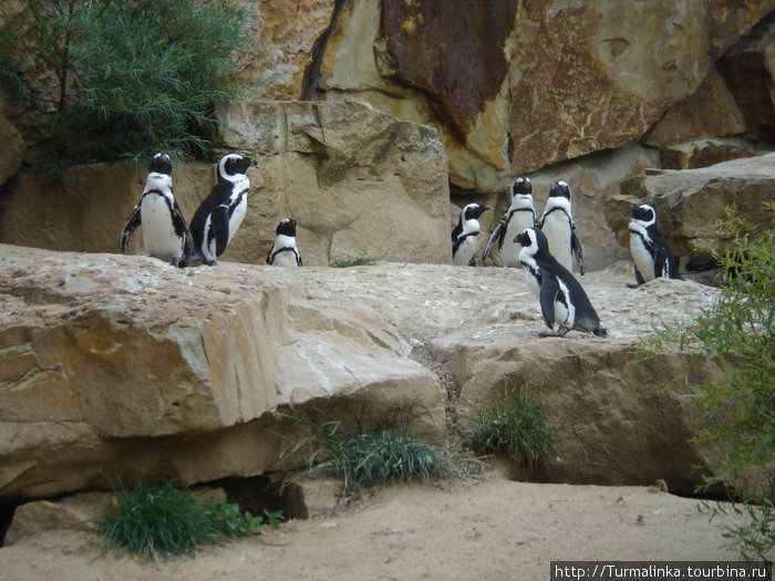 Забавные пингвины, которые стали любимцами многих благодаря мультфильму Мадагаскар ;-)