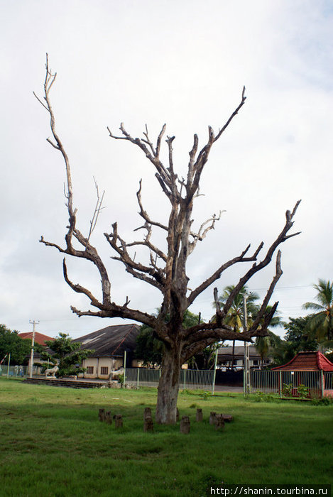 Высохшее дерево Матара, Шри-Ланка