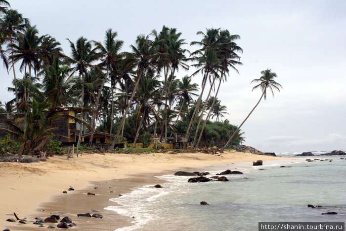 Пальмы на берегу Матара, Шри-Ланка