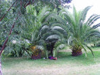 Местный житель отдыхает под пальмой (видели в одном из дворов)