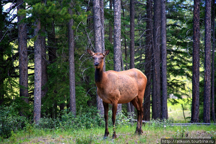 Elk. Банфф, Канада