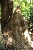 Термитник в лесу