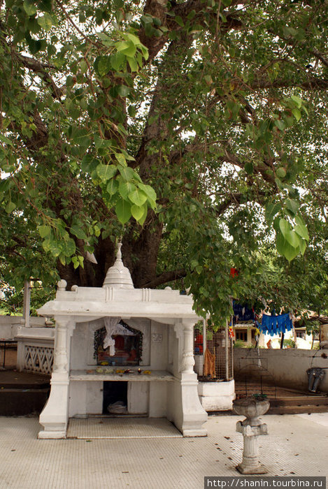 Под священным деревом Тангалла, Шри-Ланка
