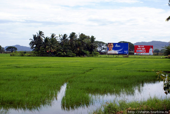 На рисовом поле Тиссамахарама, Шри-Ланка
