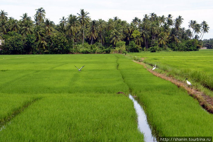 Рисовое поле Тиссамахарама, Шри-Ланка