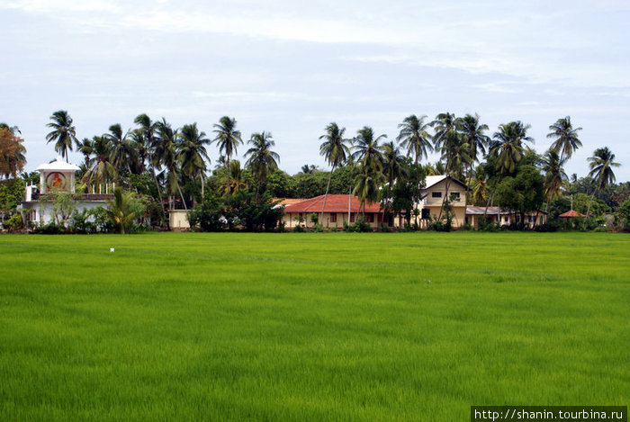 Зеленеет рис на поле Тиссамахарама, Шри-Ланка