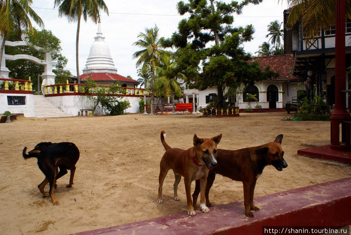 В монастыре встречают собаки Хиккадува, Шри-Ланка