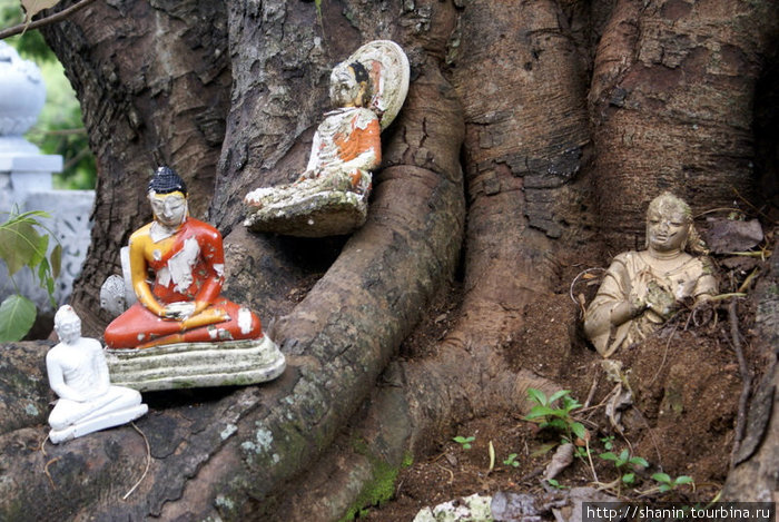 Будды на корнях дерева Бандаравела, Шри-Ланка