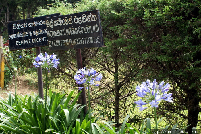 Синие ирисы Нувара Элия, Шри-Ланка