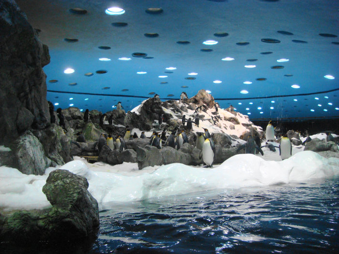 Лоро Парк павильон пингвинов Лас-Америкас, остров Тенерифе, Испания
