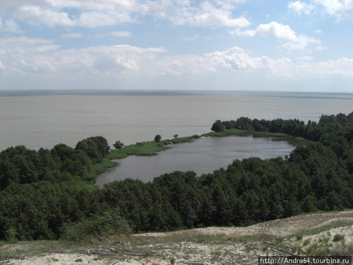 Озеро Лебяжье на Куршской косе. Идеальное место для создания лебединой семьи. И лебеди об этом знают Калининградская область, Россия