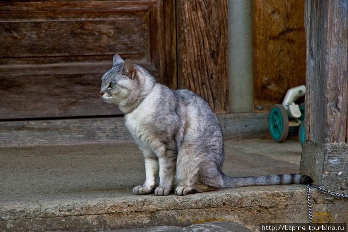 Цепная кошка. :-) Огимати, Япония