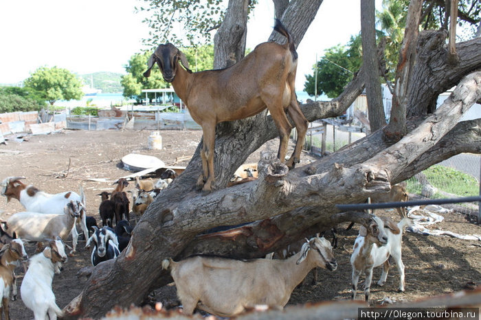 Козлики лазают по деревьям Остров Антигуа, Антигуа и Барбуда