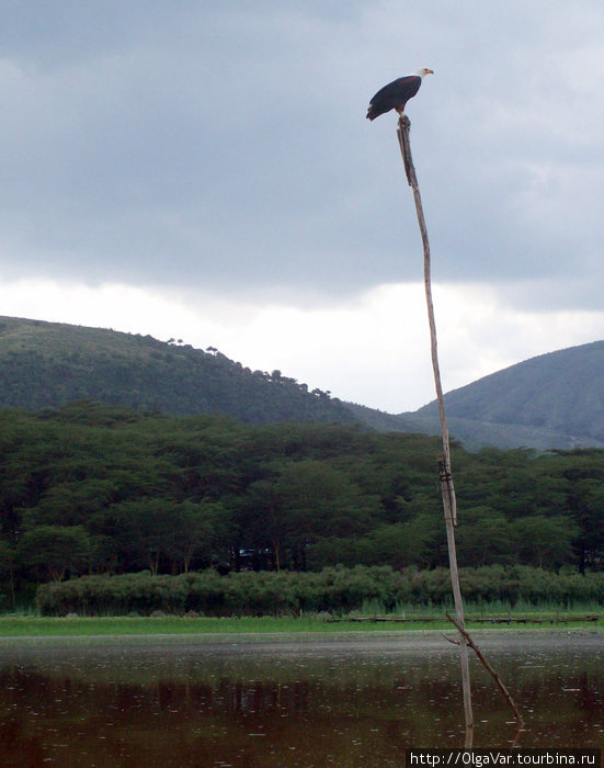 Белогрудый орел-рыболов на своем посту Найваша, Кения