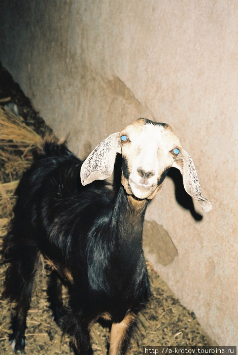 Овца с голубыми глазами. Делго, Судан