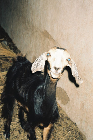 Овца с голубыми глазами.