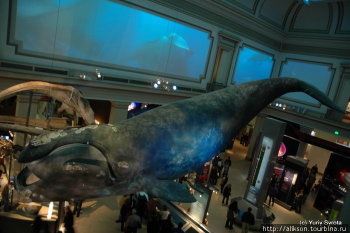 В музее Естественной Истории. Это чучело кита огромного размера. Вашингтон, CША