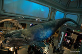 В музее Естественной Истории. Это чучело кита огромного размера.