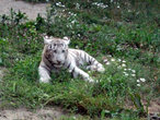 Белый бенгальский тигренок.
