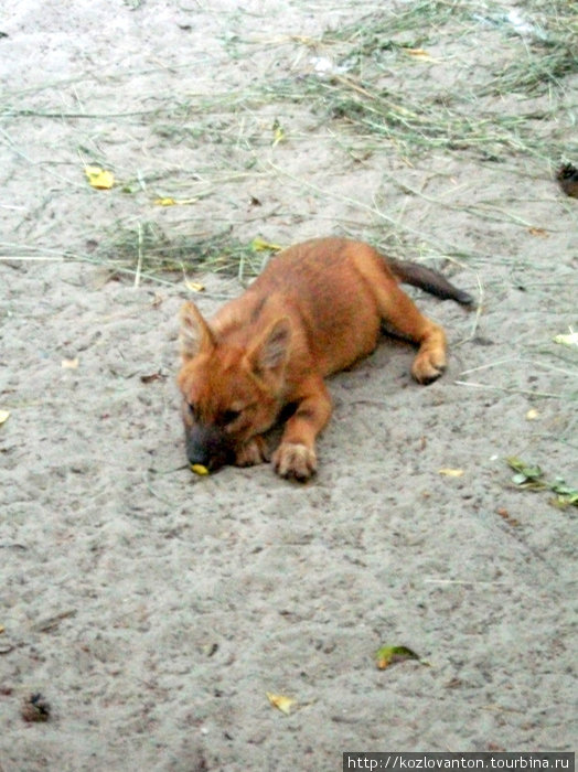 Красный волчонок. Новосибирск, Россия