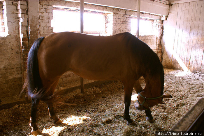 Большая лошадь. На ферме мы видели коня, который был ещё больше... Ропша, Россия