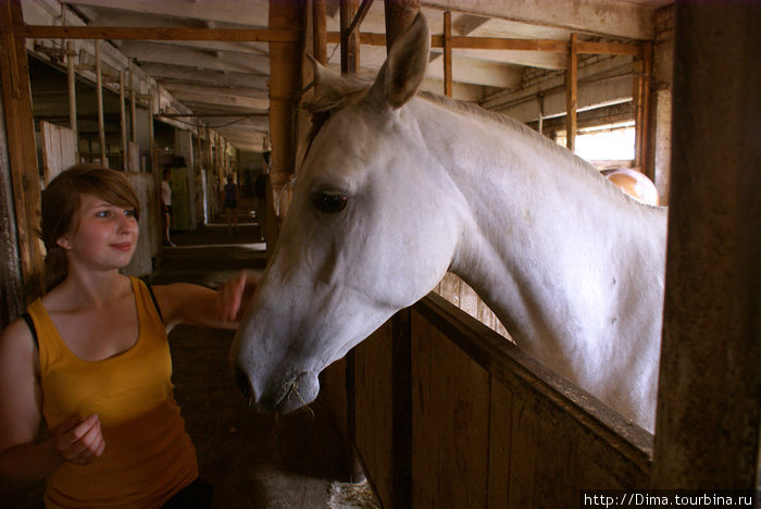 Лошади интересны в общении. А ещё их можно кормить яблоками, морковкой и сеном... Ропша, Россия