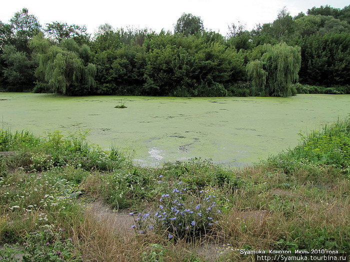 Красивый Езуч не располагает к купанию: берега илистые, заросшие, вода густо цветет зеленью...