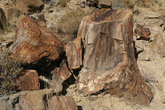 Каменный лес — национальный заповедник, в котором можно увидеть окаменевшие 250-300 миллионов лет назад деревья.
