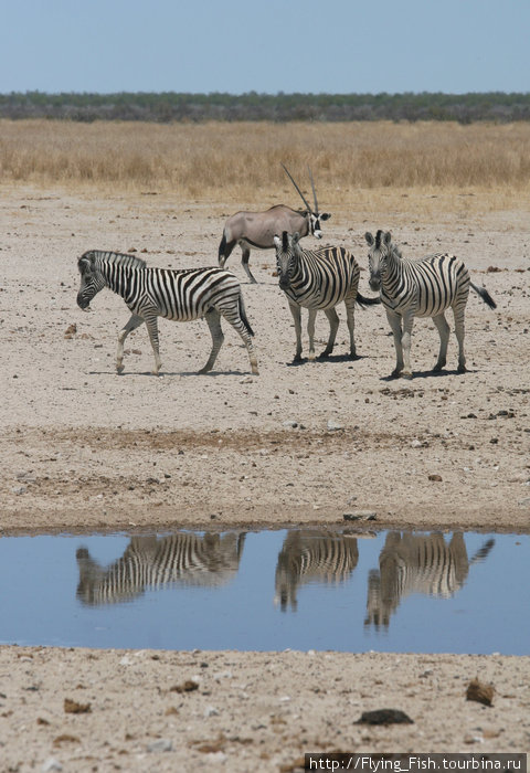 Примерно пятую часть площади занимает Этоша Пэн, солончаковая впадина, по южному краю которой расположены места водопоя, где почти всегда можно наблюдать всевозможных животных, которых здесь встречается до 114 видов. Намибия