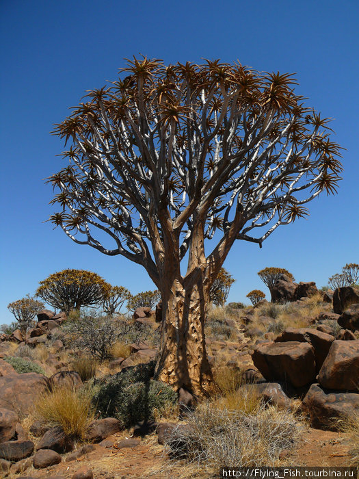 Куивер-Три-Форест — лес, где произрастают Колчановые деревья или Кокербумы. Намибия