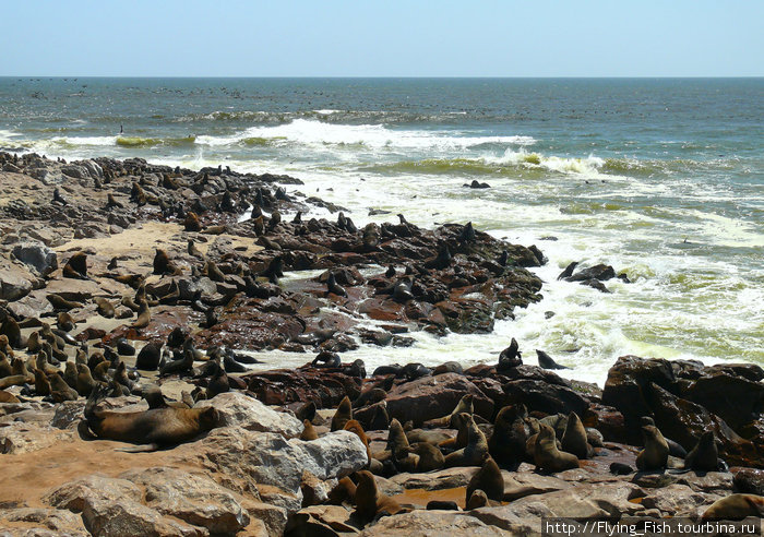 На мысе Кросс самая большая популяция морских котиков на южно-африканском побережье. Намибия
