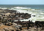 На мысе Кросс самая большая популяция морских котиков на южно-африканском побережье.