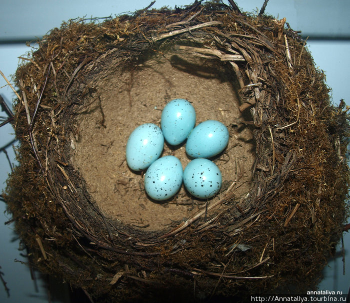 Гнездо и яйца певчего дрозда Галичья Гора Заповедник, Россия