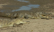 Говорят, что крокодлы не поддаются дрессировке. Местные же пресмыкающиеся сплываются к берегу на свист.