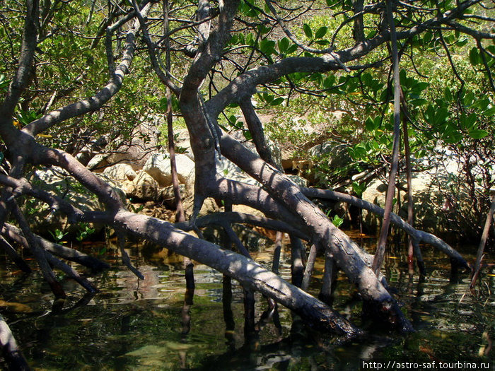 Это тоже бухта Дам Бай, в самой узкой части заросли мангров. Нячанг, Вьетнам