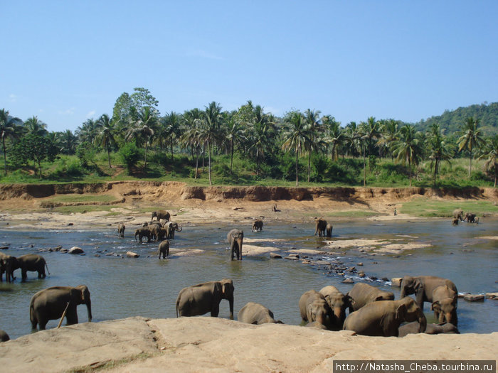 Слоновий питомник. Целые семьи элефантов собраны в этом прекрасном месте. Южная провинция, Шри-Ланка