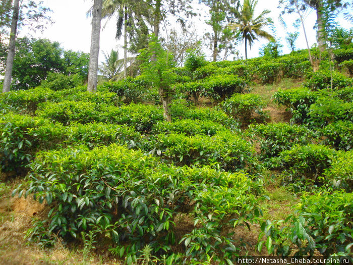 Собирать чайные листья крайне тяжелая работа. Одна из самых частых причин смерти на острове — укус ядовитой змеи, который получить проще всего именно на плантации. Южная провинция, Шри-Ланка