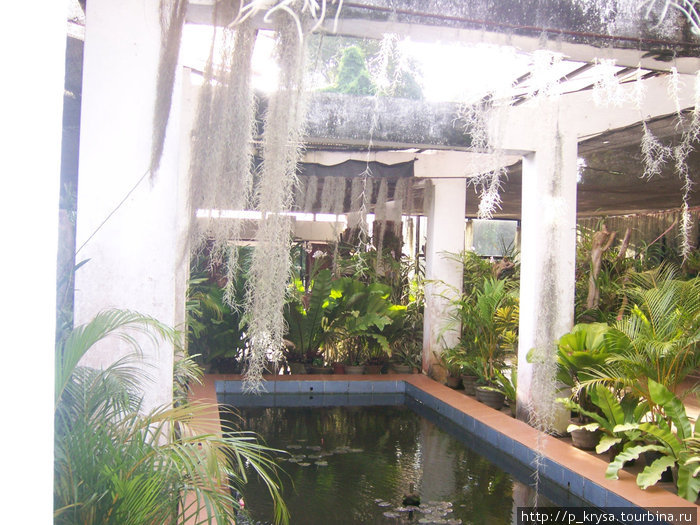 Внутреннее помещение. Над водой свисают тилландсии Канди, Шри-Ланка