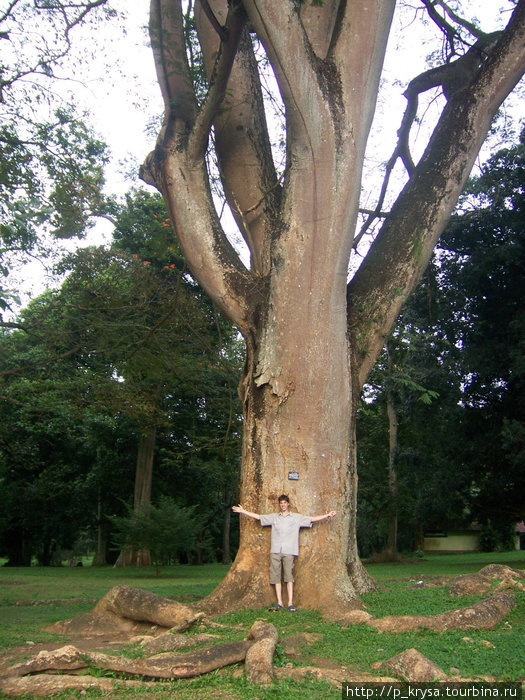 Дерево-гигант Канди, Шри-Ланка