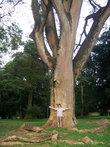 Дерево-гигант